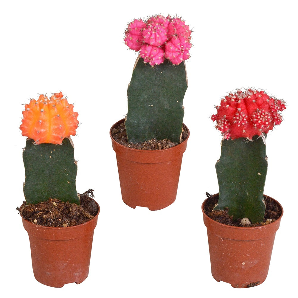Cactus Gymnocalycium Mihanovichii - Willemse