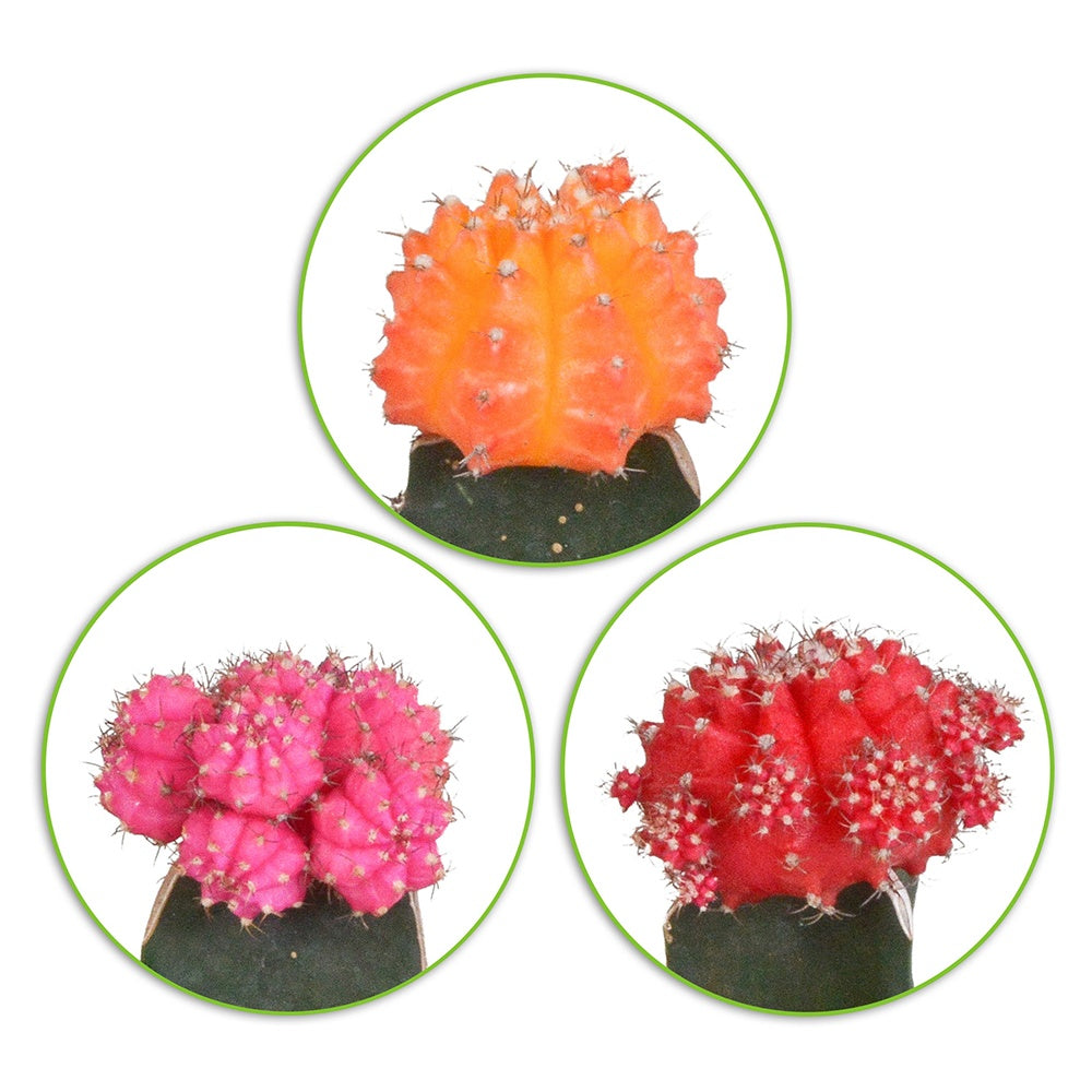 Cactus Gymnocalycium Mihanovichii - Gymnoca. mihanovichii - Willemse