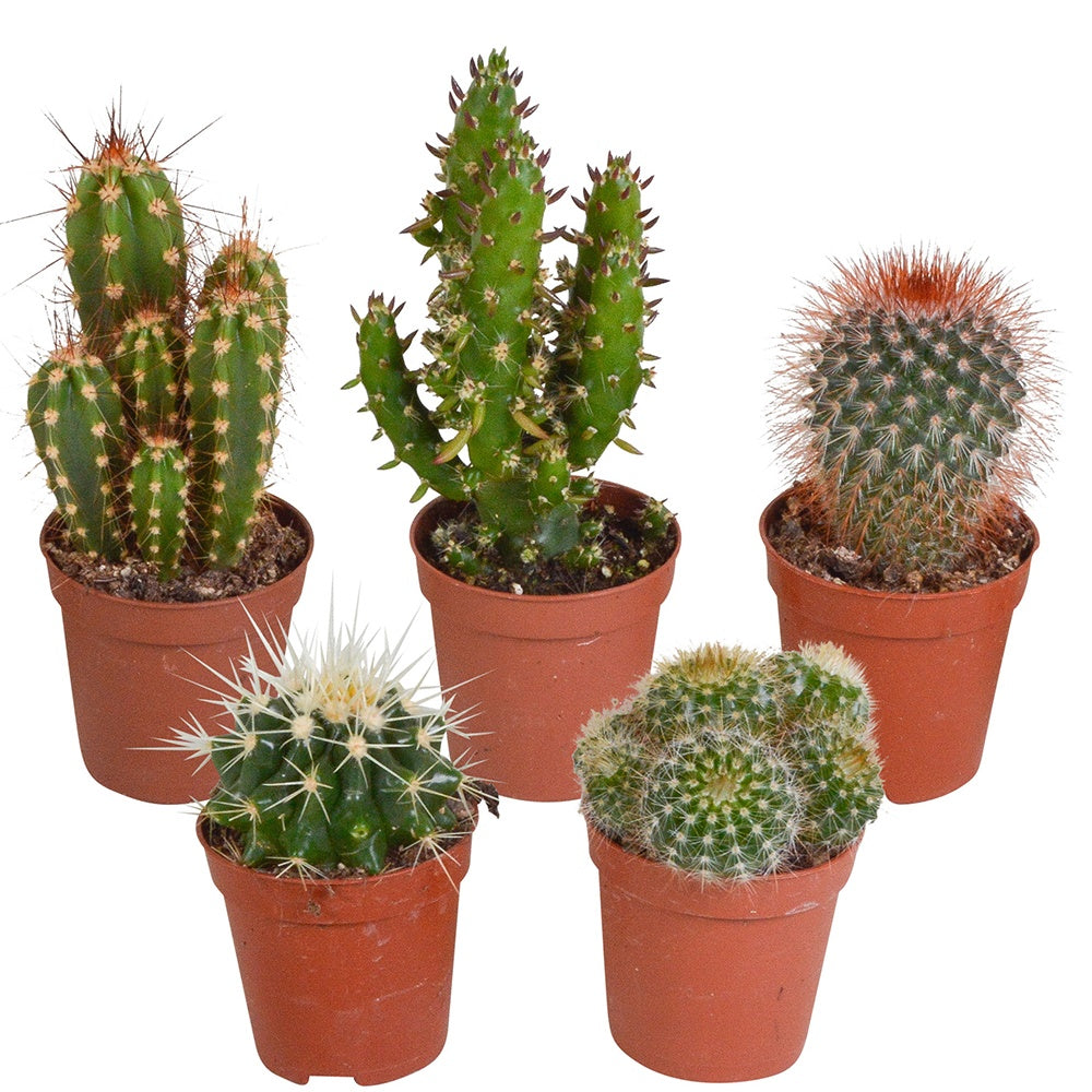 5 cactus en mélange - Mamilaria, Echinocactus, Eriocactus, Opuntiae - Willemse