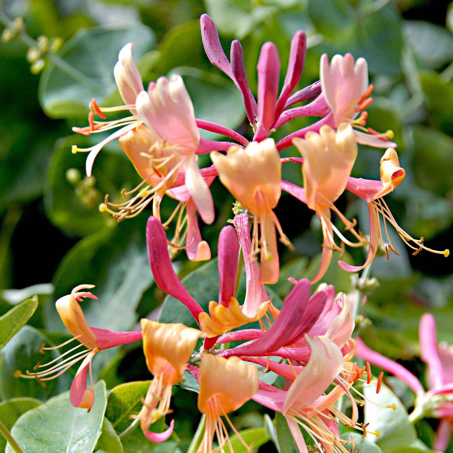 Lonicera henryi Copper Beauty - Chèvrefeuille de Henry Copper Beauty - Chèvrefeuilles