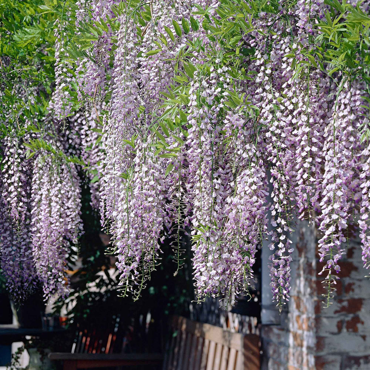 Glycine du Japon Naga Noda - Wisteria floribunda 'naga noda' - Willemse