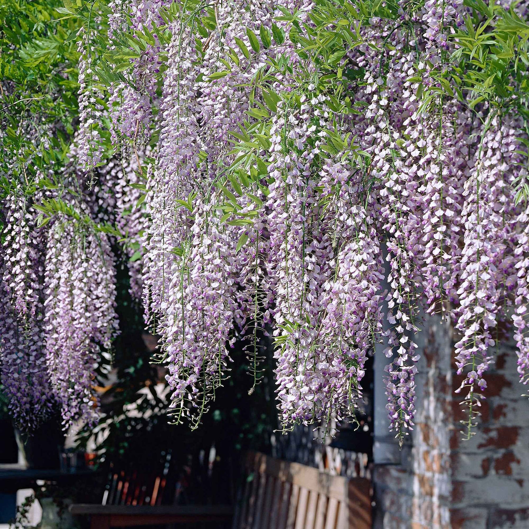 Glycine du Japon Naga Noda - Wisteria floribunda 'naga noda' - Willemse