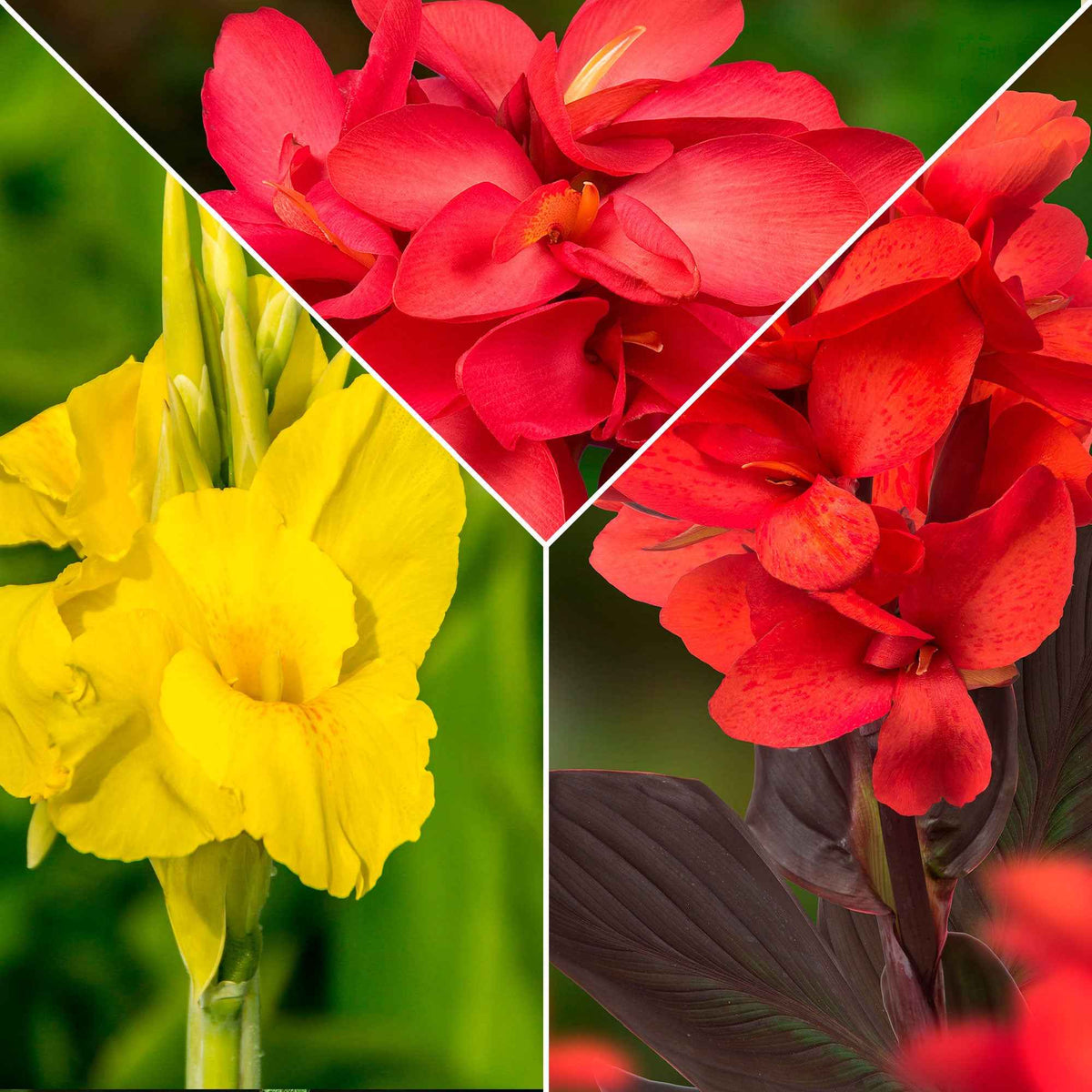 5 Cannas en mélange - Willemse