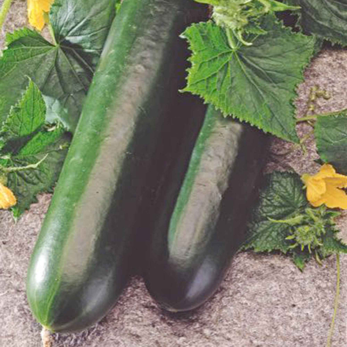 Concombre 'Johanna' - Cucumis sativus 'johanna' - Willemse