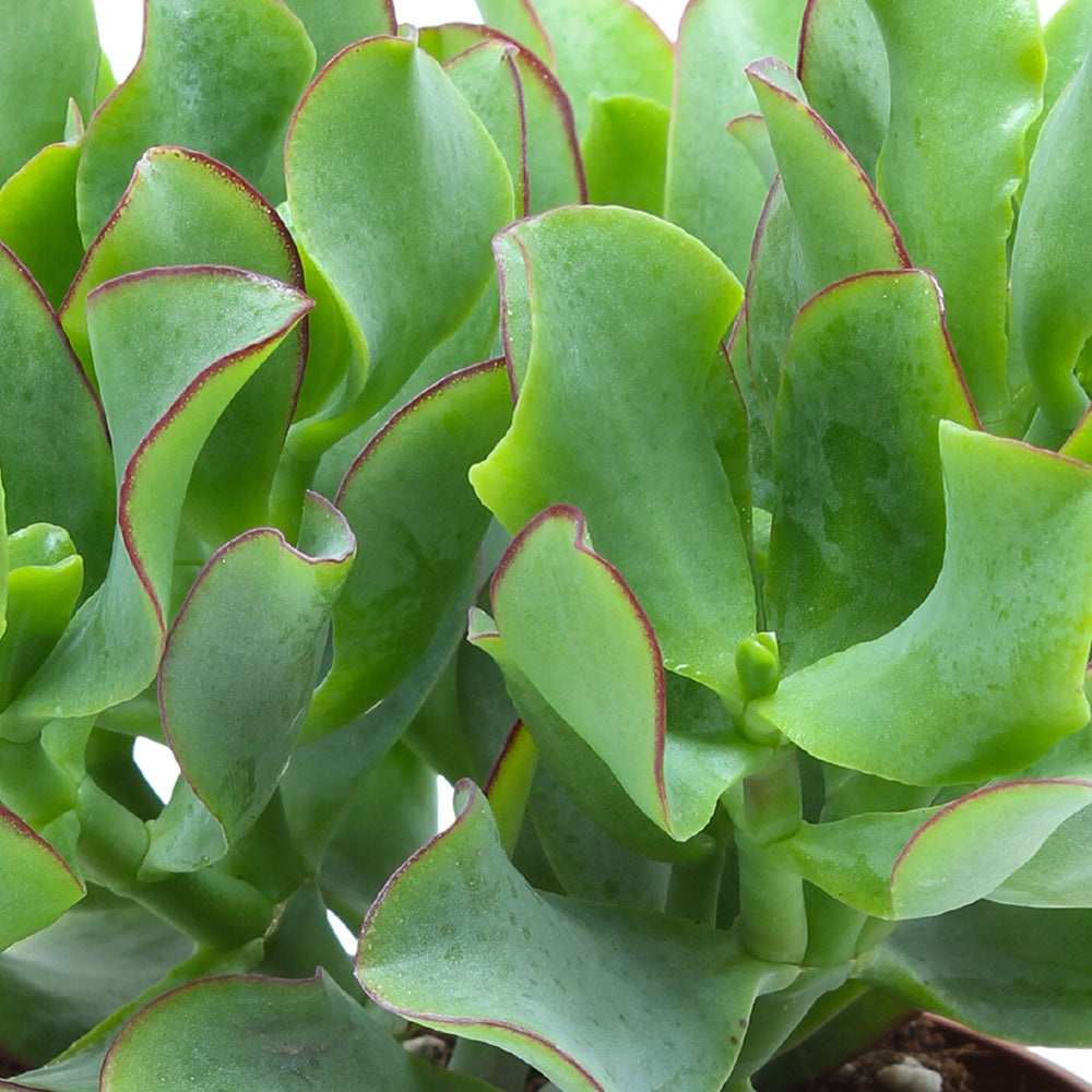 Crassula - Crassula Arborescens 'Curly Green' - Crassula arborescens Curly Green