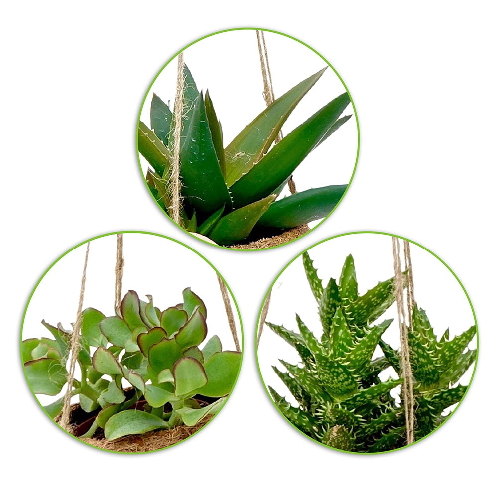 Collection de 4 succulentes et ses pots en fibre de noix de coco - Kokodama Succulentmix - Willemse