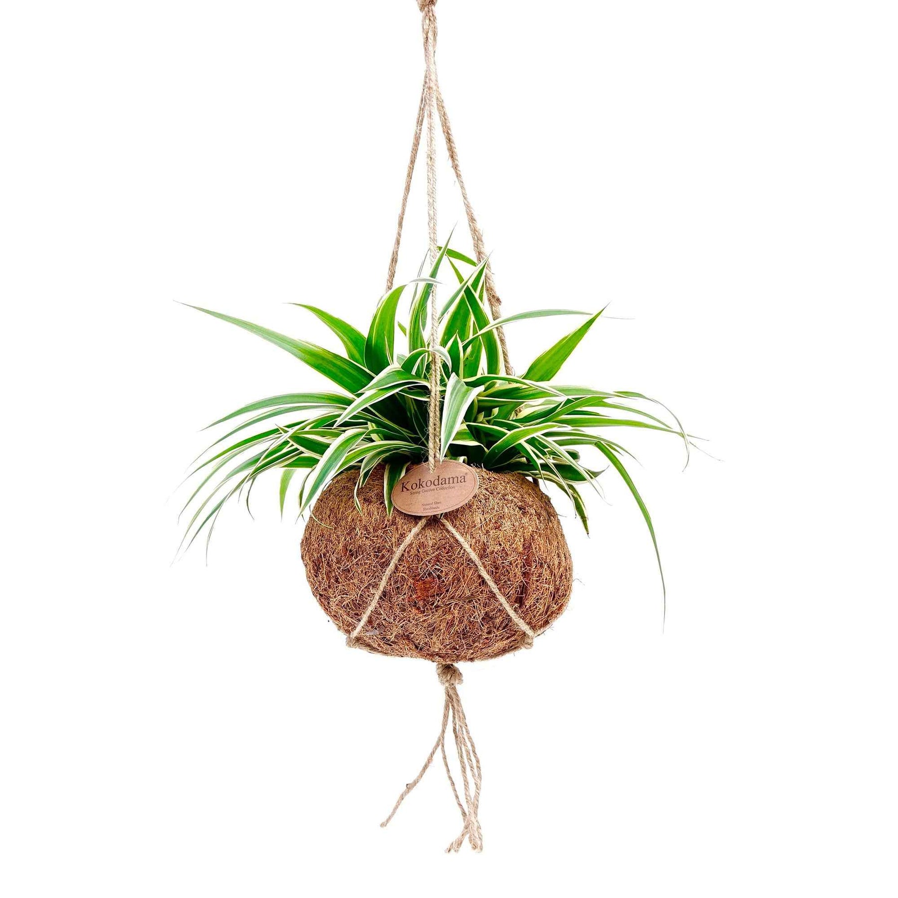 Chlorophythum - Chlorophythum et son pot en fibre de noix de coco - Plantes retombantes