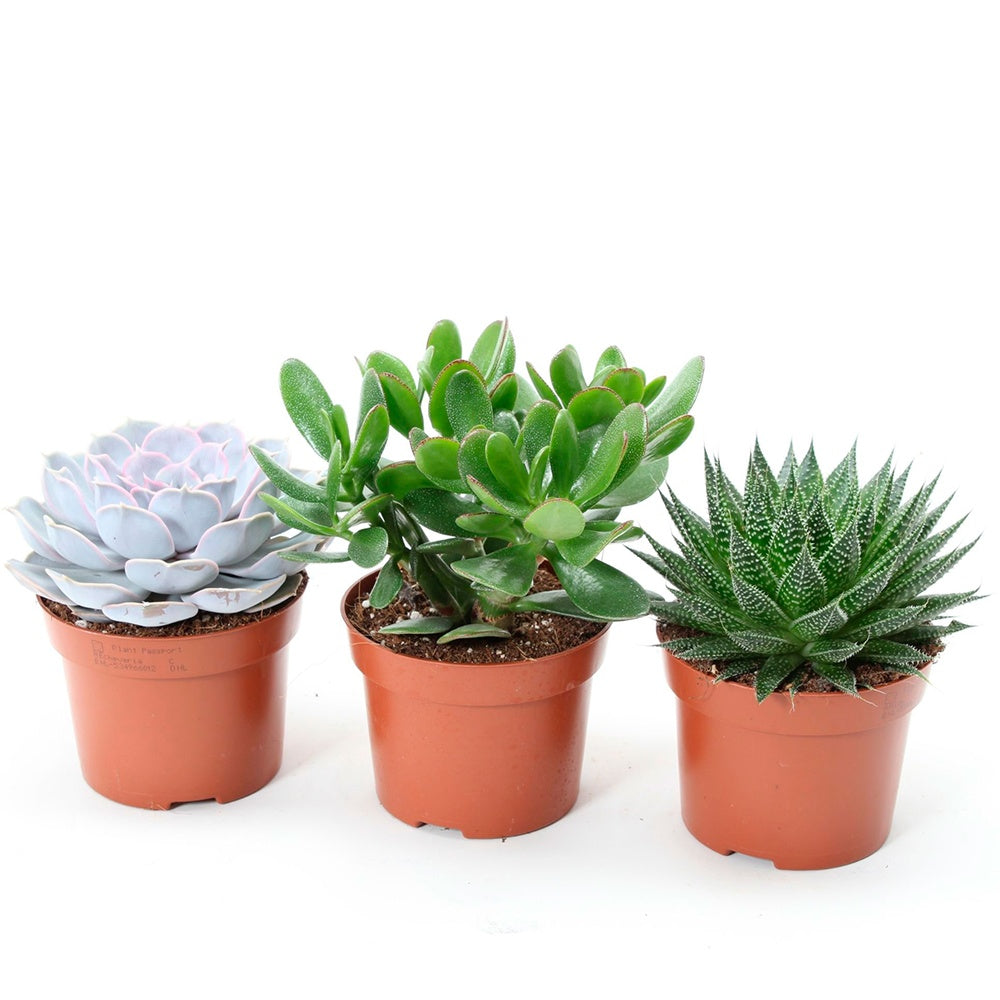 Collection de 3 succulentes - Aloé, Echeveria, Crassula - Willemse