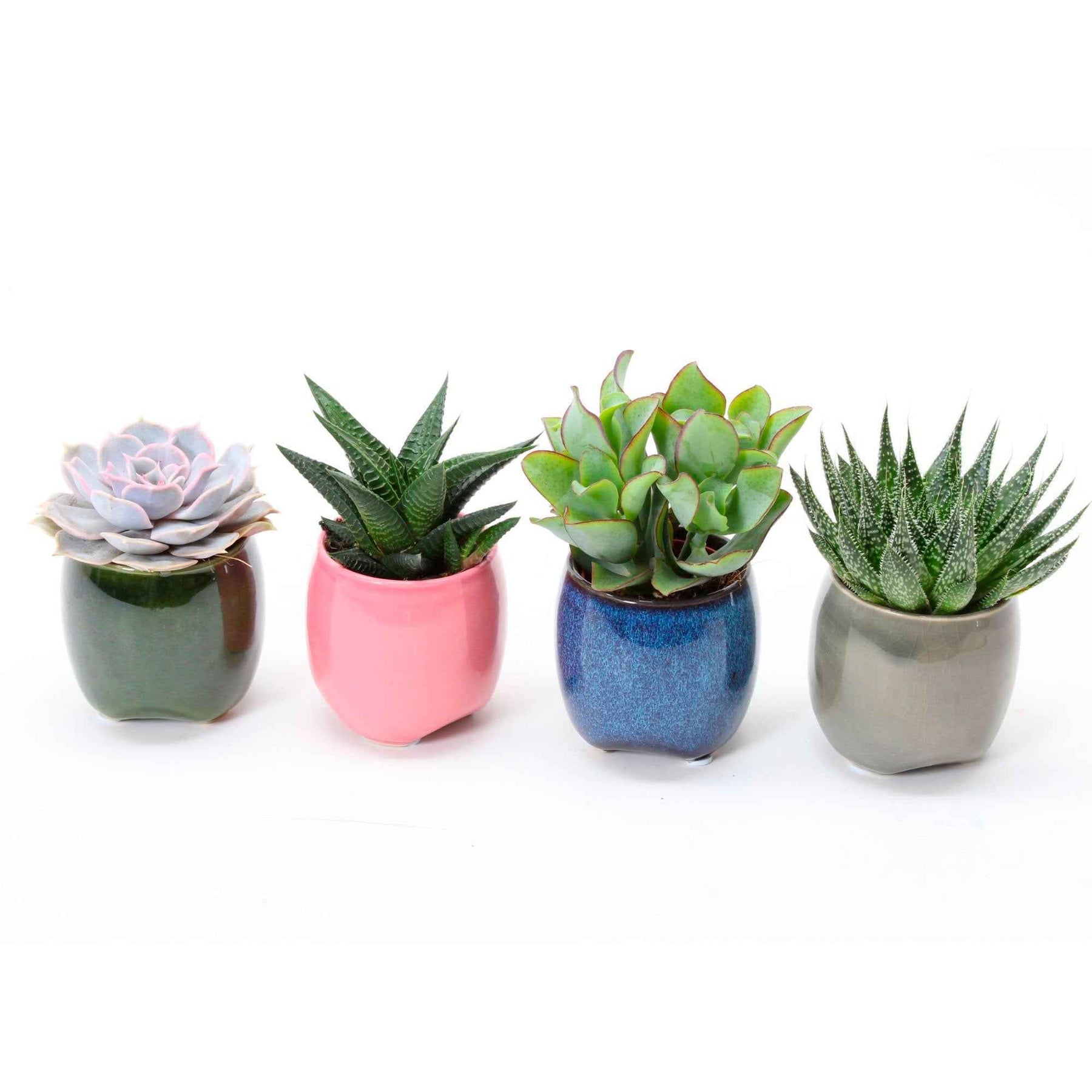 Collection de 4 succulentes - Willemse