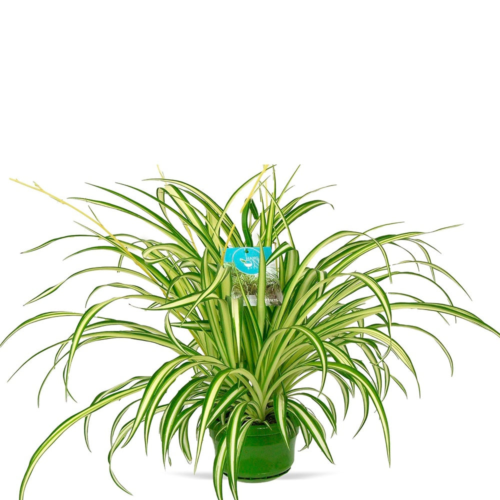 Chlorophytum comosum Vittatum - Chlorophytum comosum vittatum - Willemse