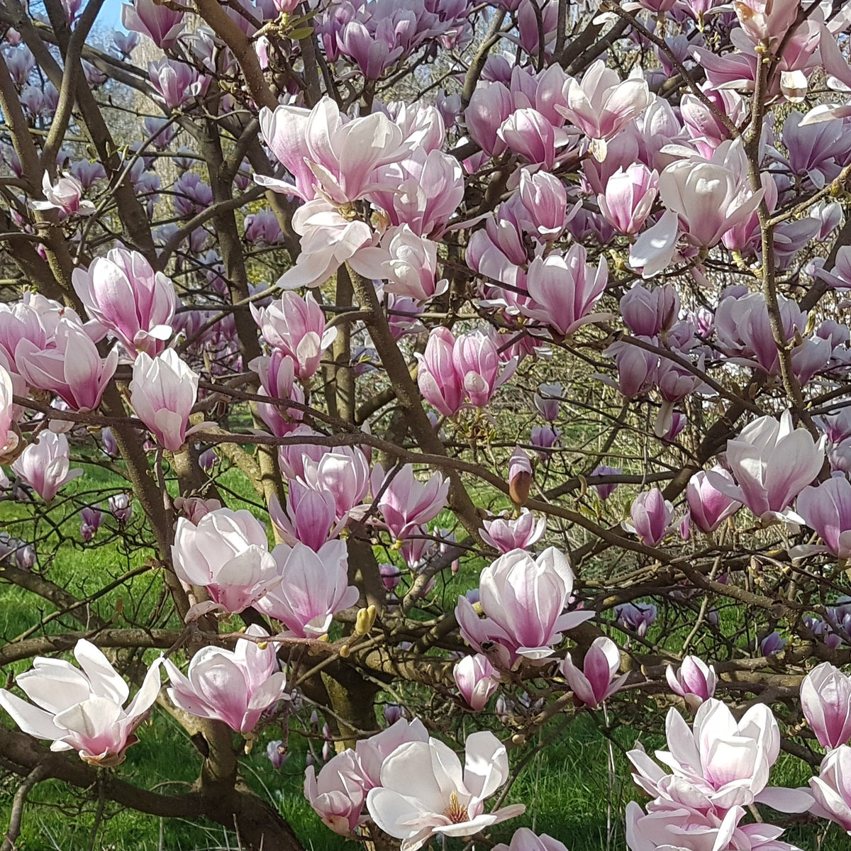 Magnolia de Soulange - Magnolia soulangeana - Willemse