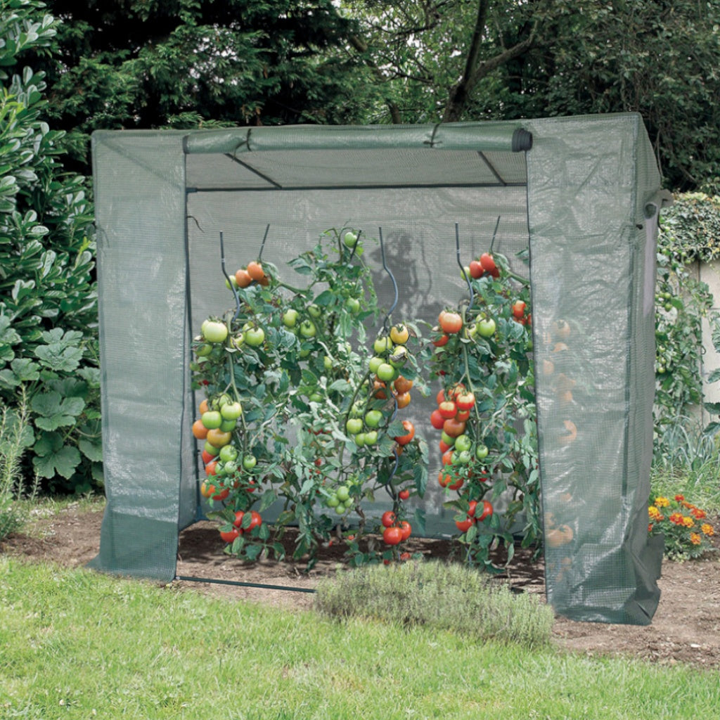 Serre pour tomates - Plantes