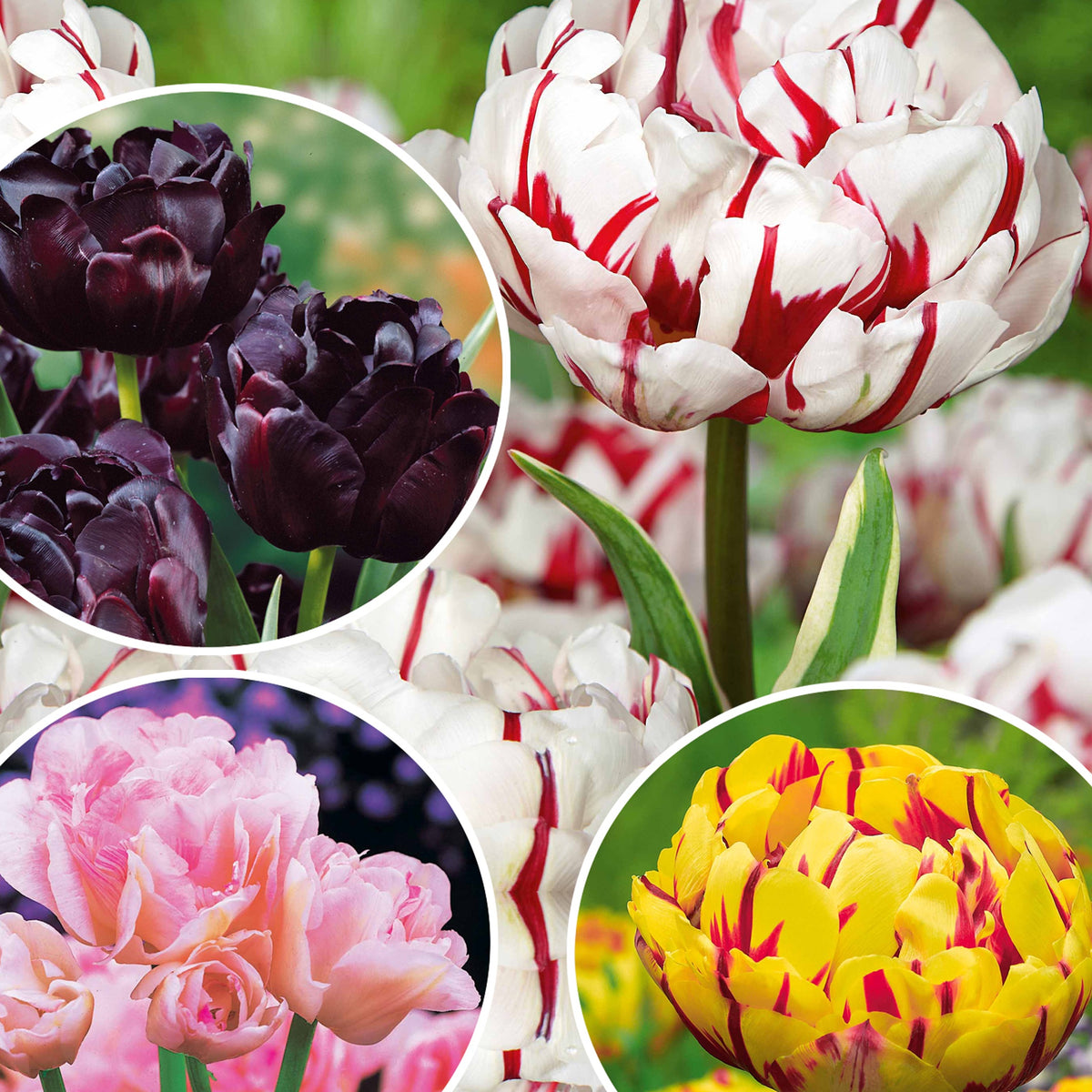 Collection de Tulipes à fleurs de pivoine - Tulipa 'Angelique', 'Exotic Emperor', 'Negrita Double' - Willemse