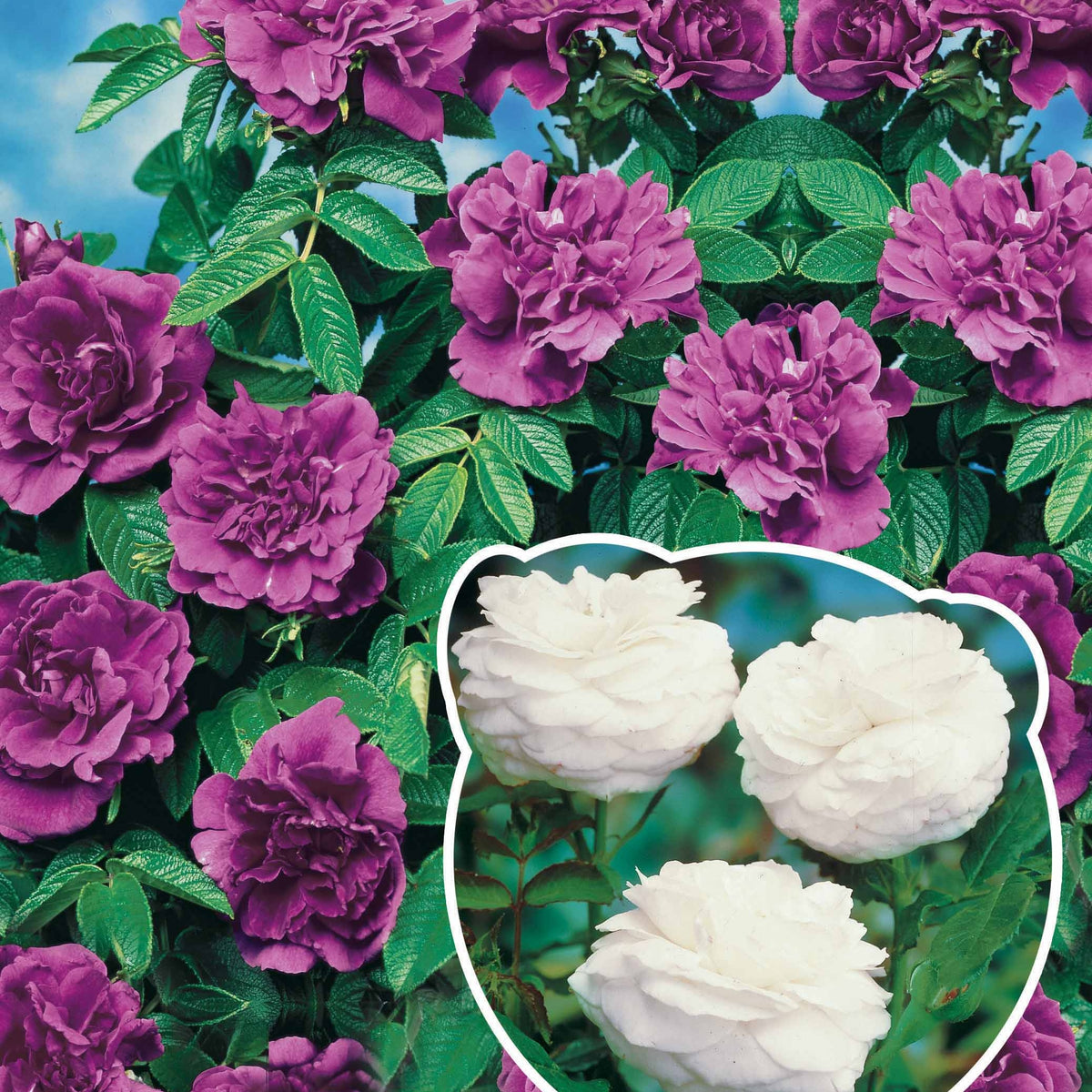 Collection de 2 Rosiers botaniques - Willemse