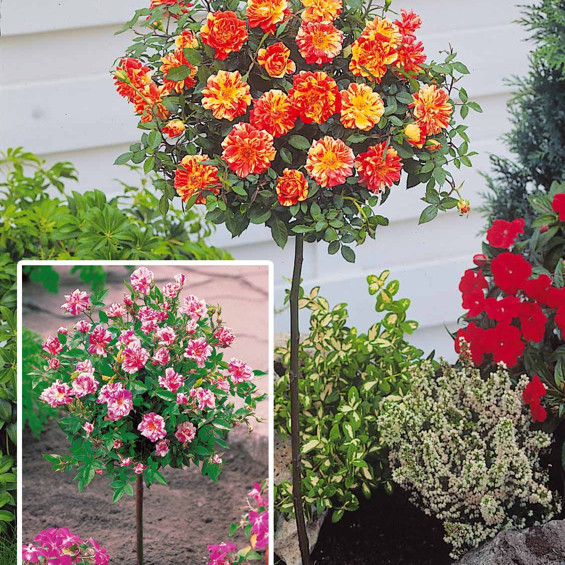 Collection de 2 mini-rosiers sur tiges Armida et Mousha - Willemse