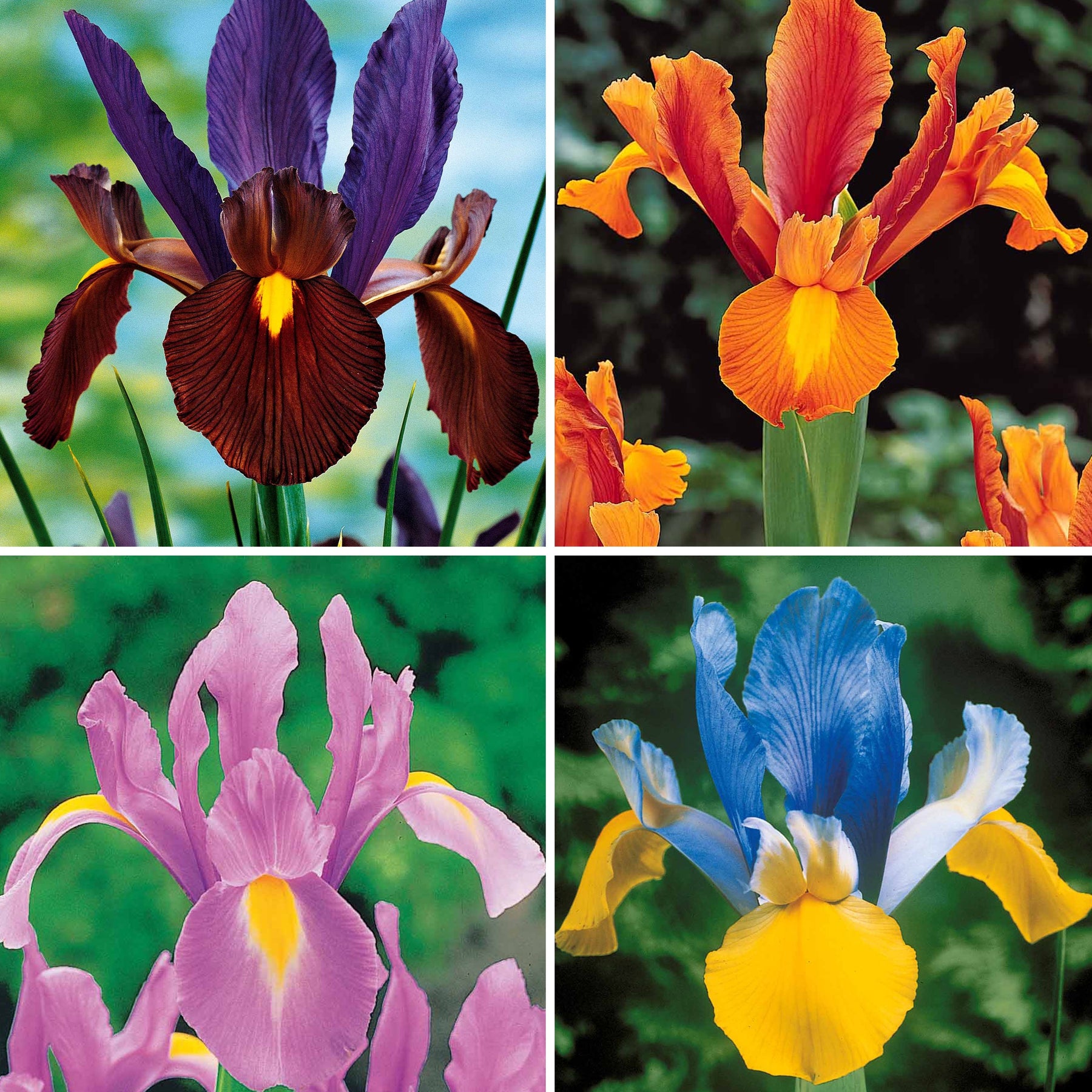 40 Iris de Hollande colorés en mélange - Willemse