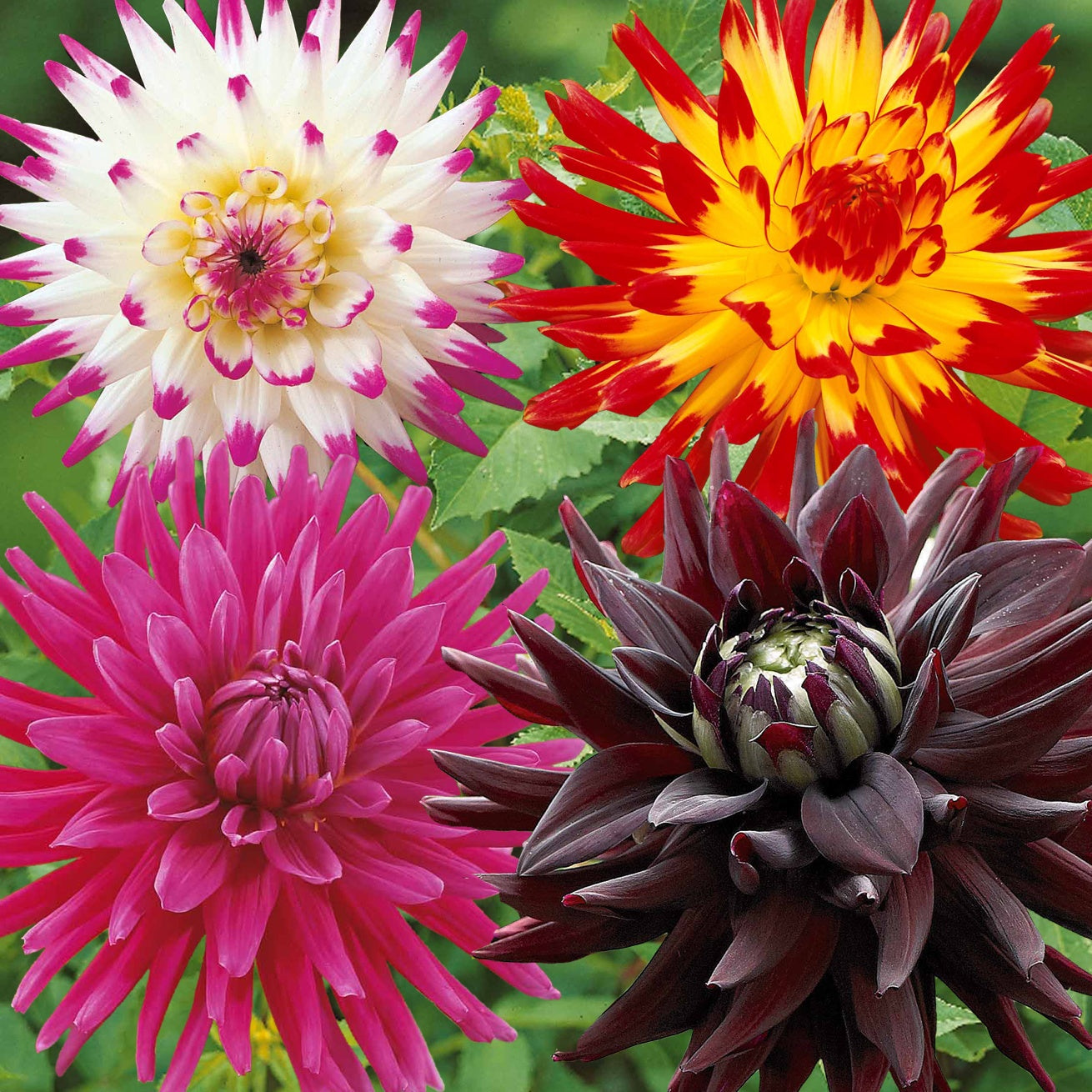8 Dahlias cactus en mélange - Willemse