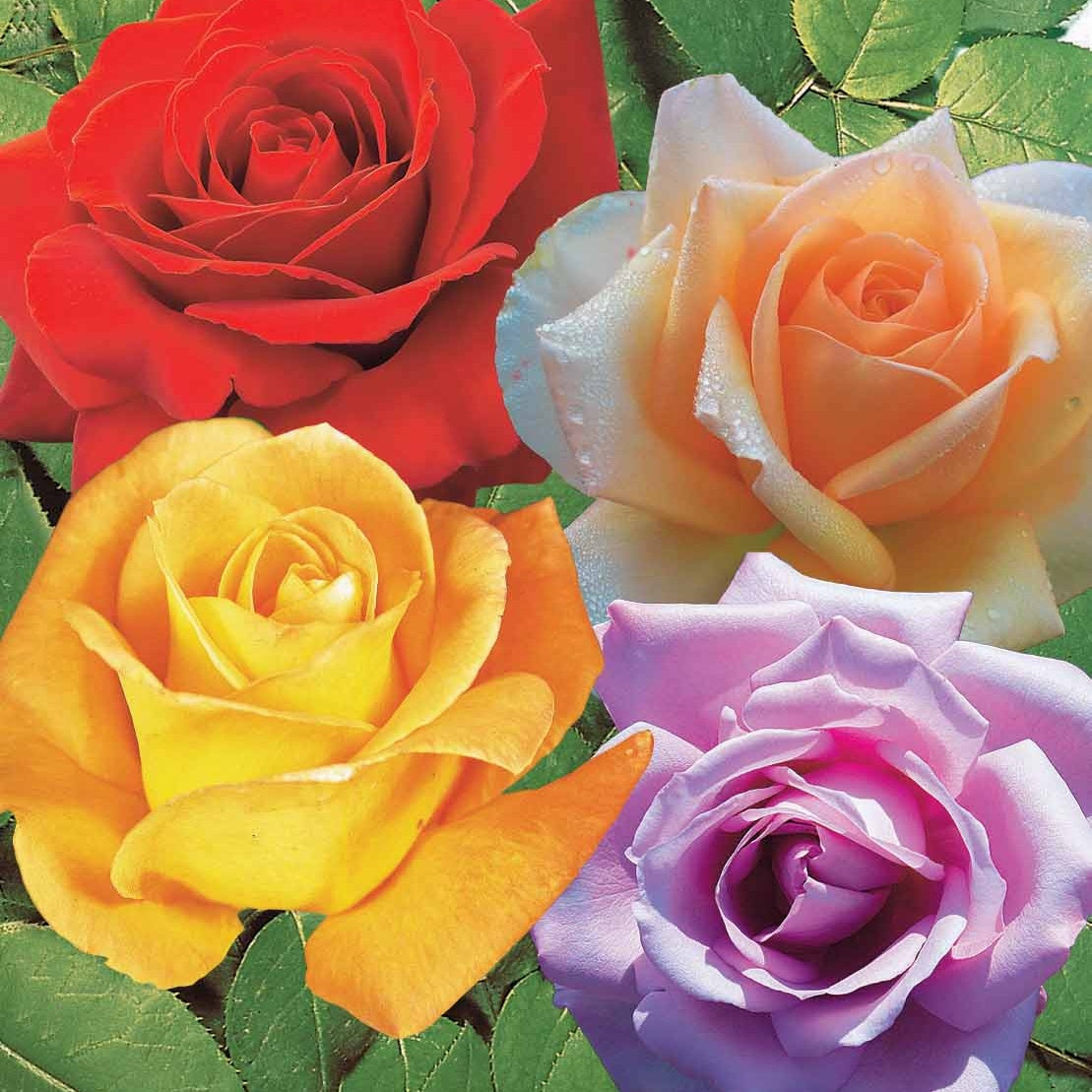 Collection de 4 Rosiers : Whisky, Malaga, Lune Bleue, Magie Parfum - Willemse