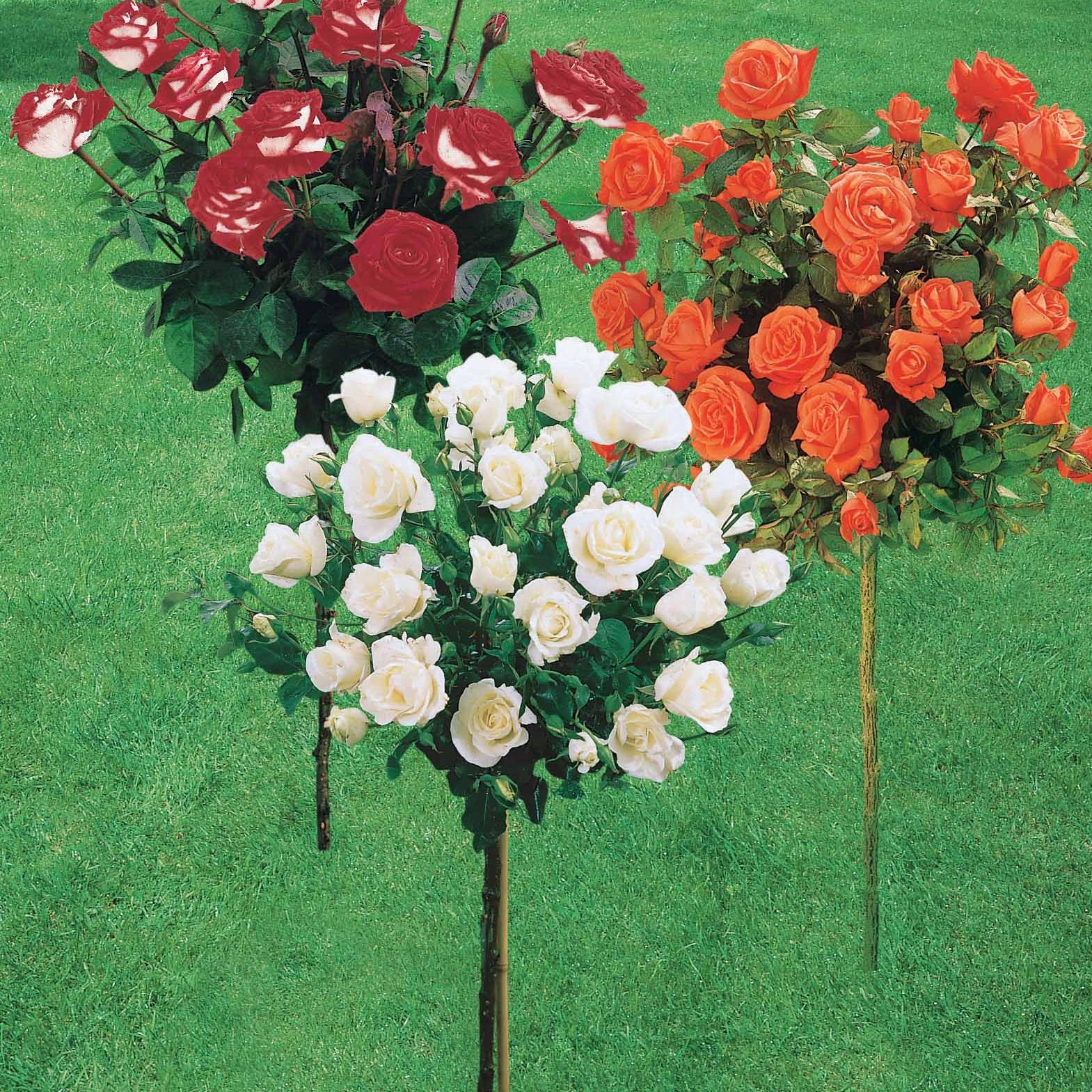 Collection de 3 Rosiers tiges : Ramona, Korbin, Osiria - Rosiers sur tige - Willemse