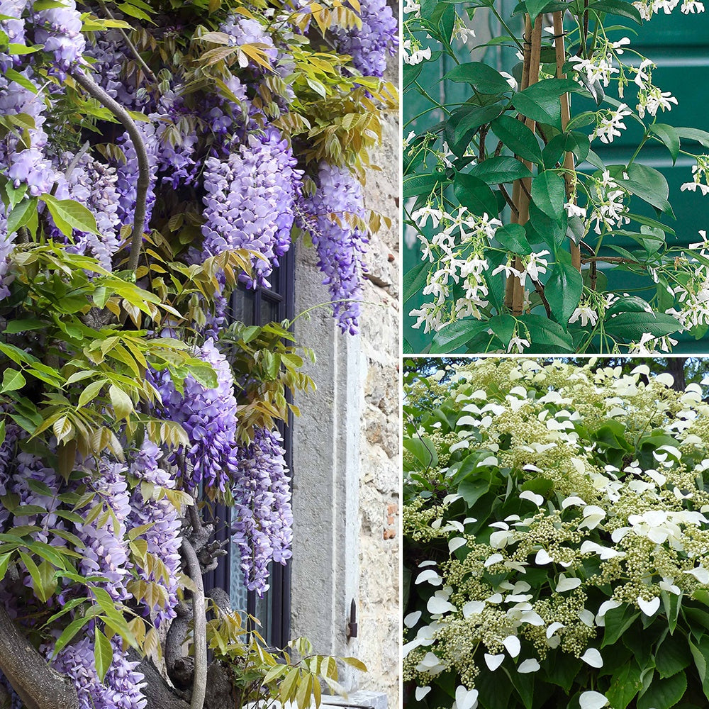 Collection de 3 grimpantes : jasmin, glycine, hortensia grimpant - Willemse