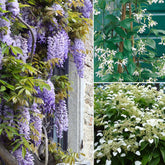 Collection de 3 grimpantes : jasmin, glycine, hortensia grimpant - Willemse