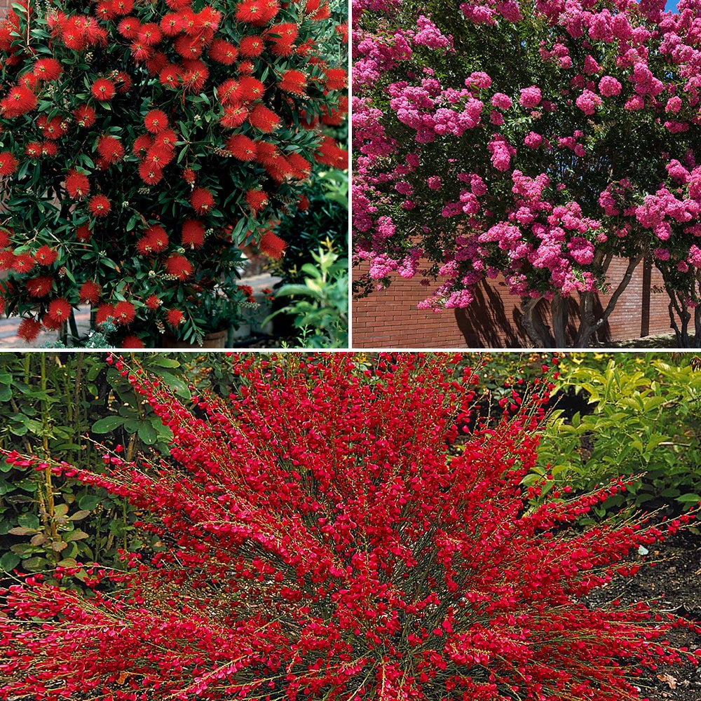 Collection de 3 arbustes : lagerstroemia, callistemon, genêt - Willemse