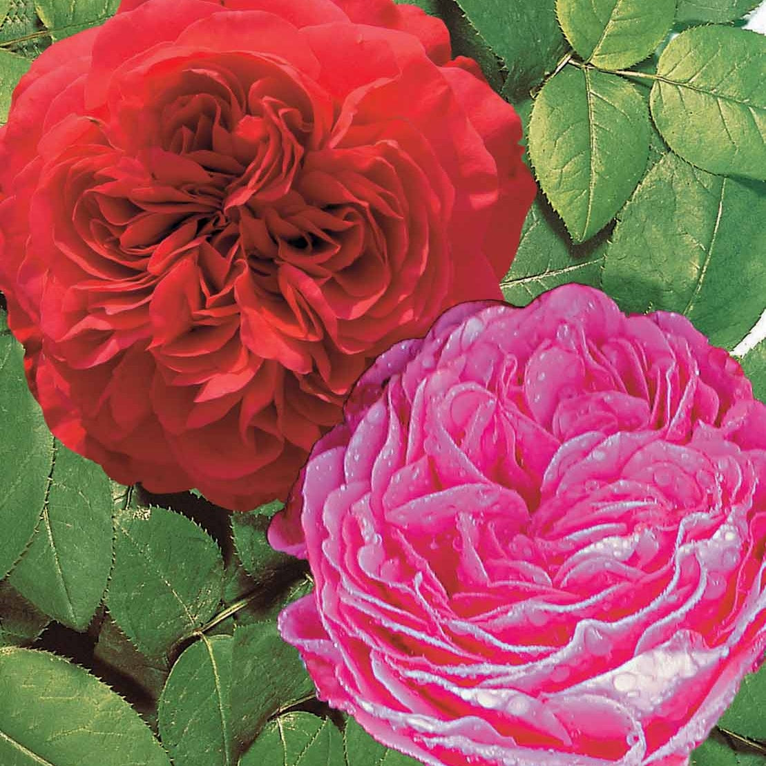 Coll. 2 rosiers floribundas (1 Red Leonardo da Vinci, 1 Leonardo da Vinci) - Willemse