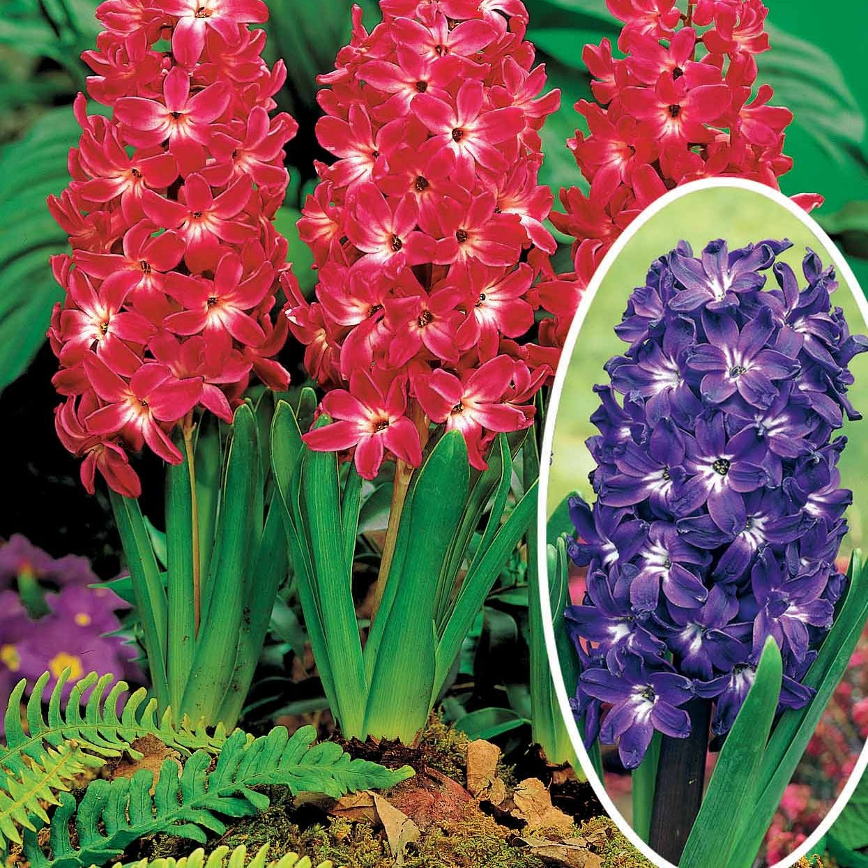Coll. de 10 Jacinthes à coeurs blancs (5 Blue Magic + 5 Red Magic) - Willemse