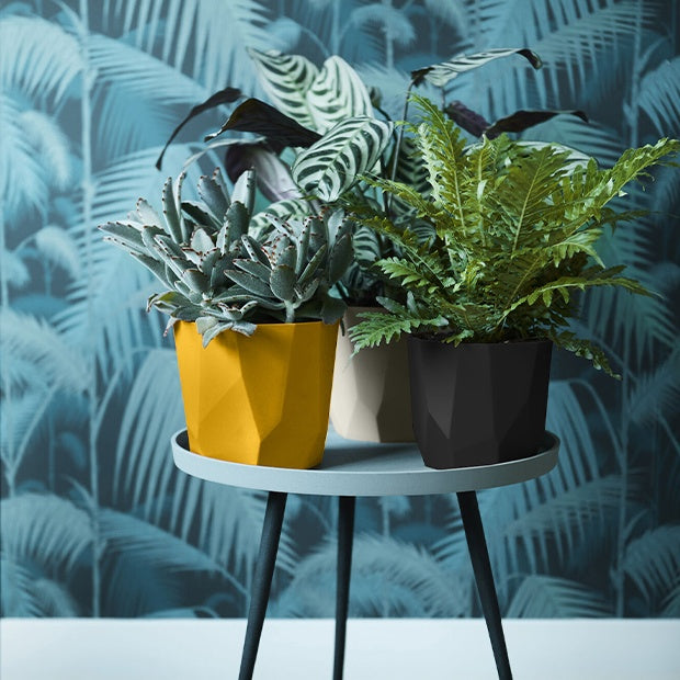 Elho Cache-pot B for rock noir - - Willemse