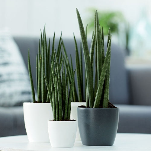 - Cache-pot Brussels Round blanc ELHO - Cache-pots