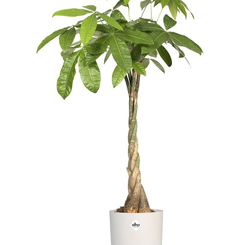 Vente Cache-pot Brussels Round blanc ELHO -