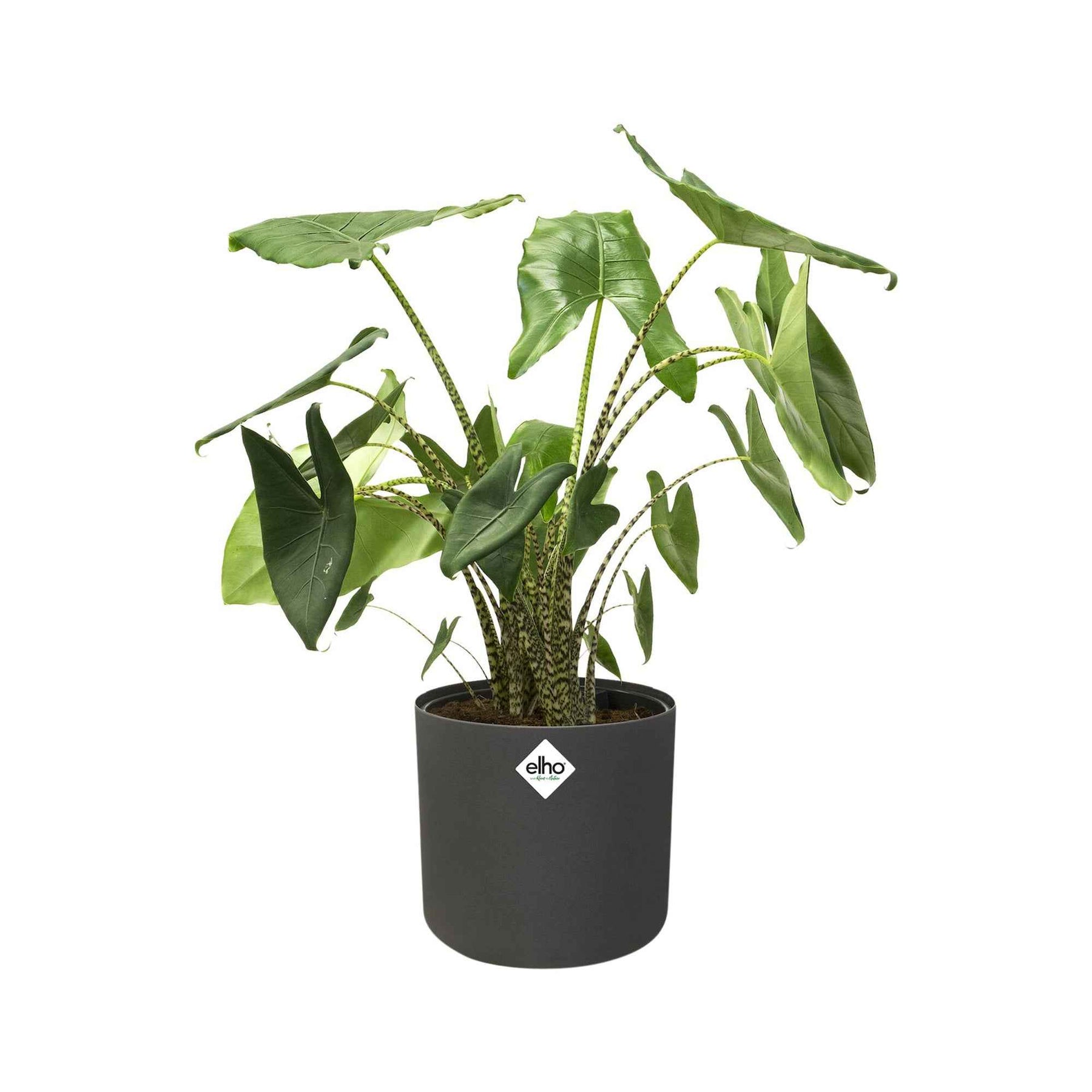 Elho Cache-pot B for soft rond anthracite - Cache-pots - Willemse