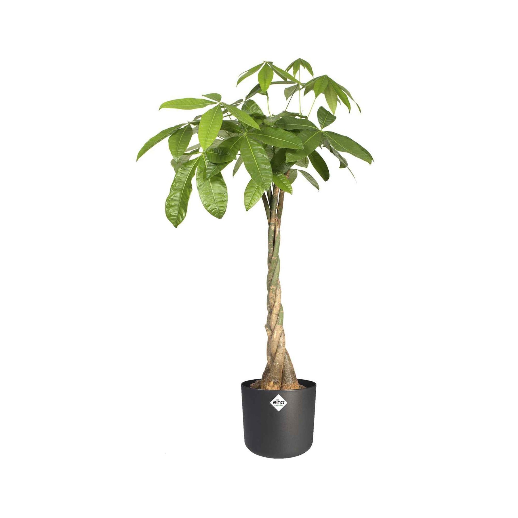 Vente Elho Cache-pot B for soft rond anthracite