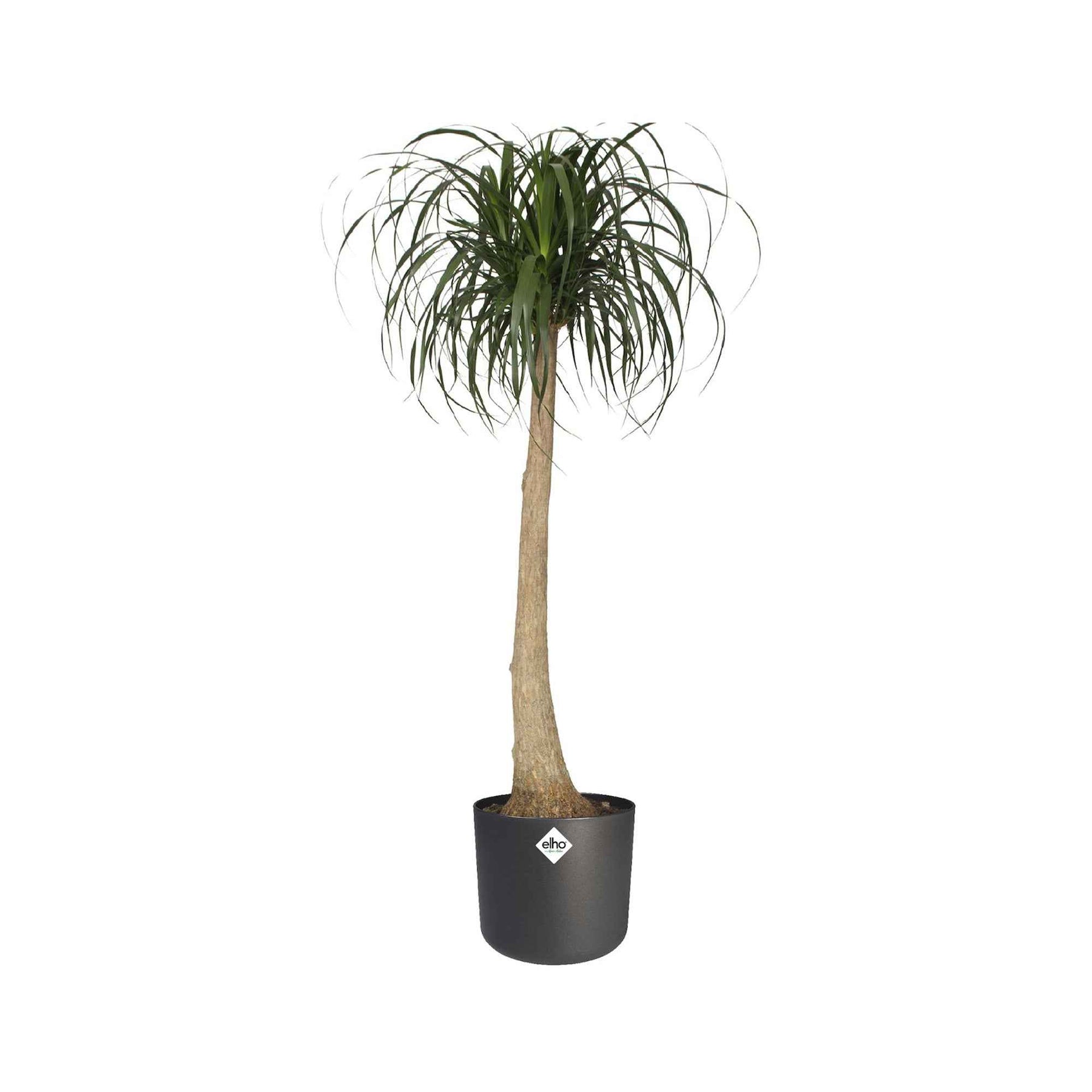 Vente Elho Cache-pot B for soft rond anthracite -