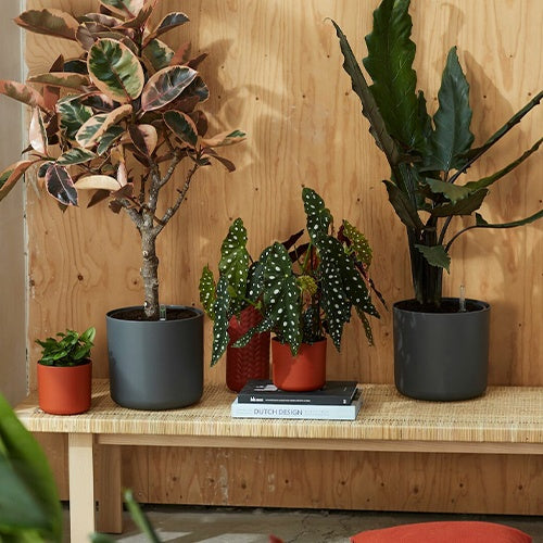 Cache-pots - Elho Cache-pot B for soft rond anthracite -