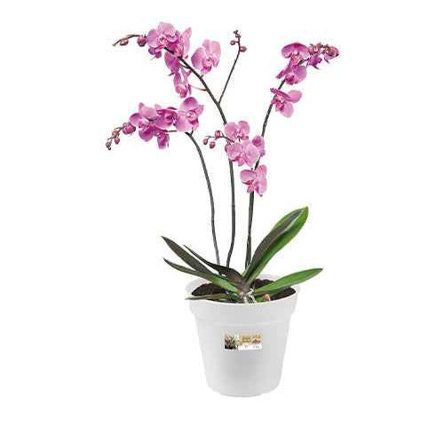 - Elho Pot pour orchidée - Cache-pots