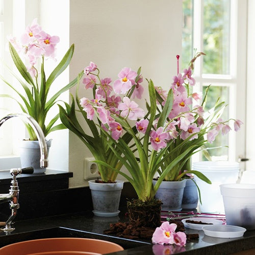 Cache-pots - Elho Pot pour orchidée -