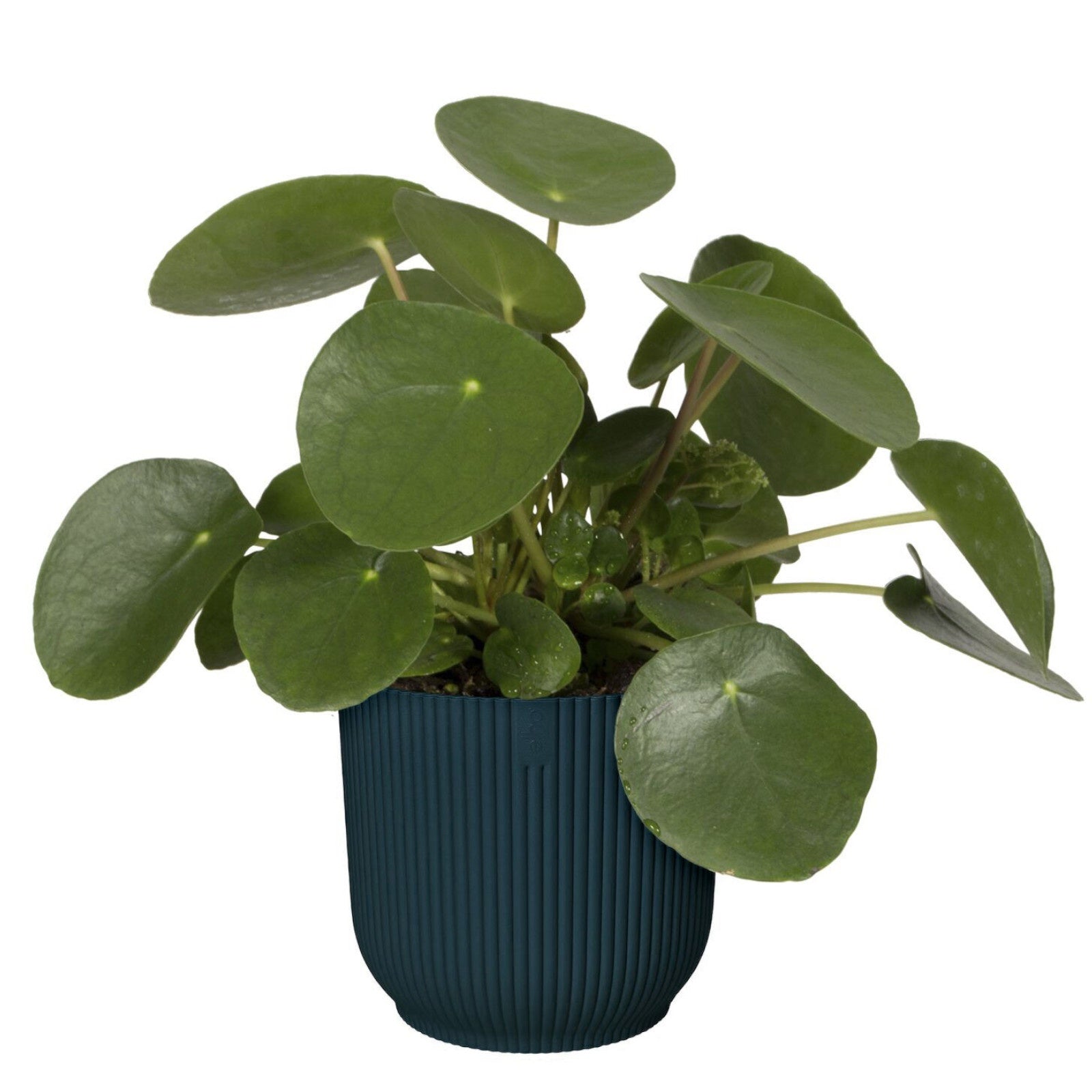 - Cache-pot Vibes fold Bleu foncé ELHO - Cache-pots