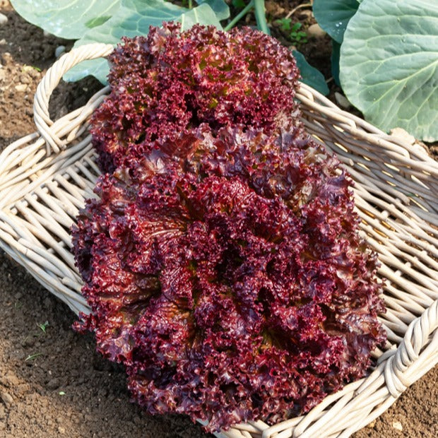 Coll. 7 mois de salades (reine mai, lollo rossa, coeur plein, blond - Collection de salades - Salades