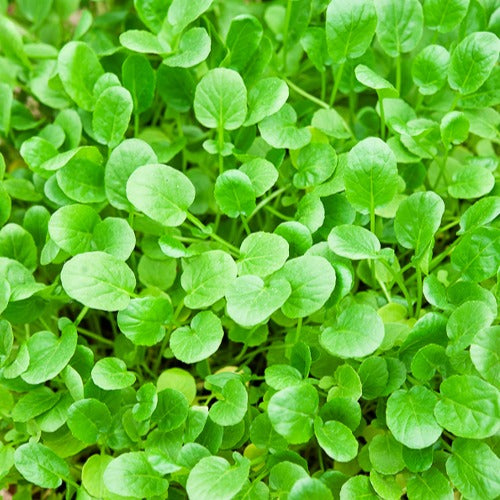 Cresson de jardin - Willemse