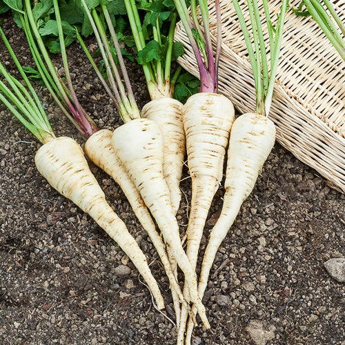 Panais Demi-long de Guernesey - Pastinaca sativa demi-long de guernesey - Potager