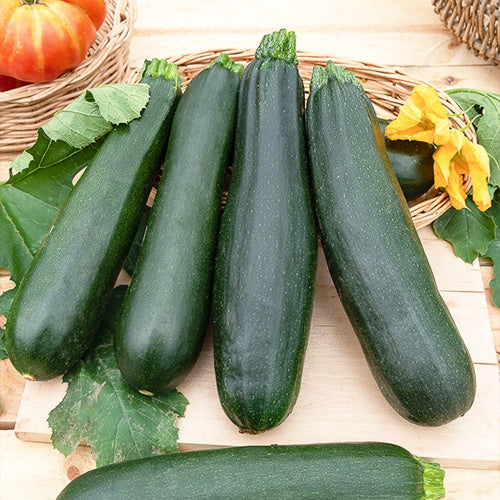 Courgette Black Beauty - Cucurbita pepo  black beauty - Potager