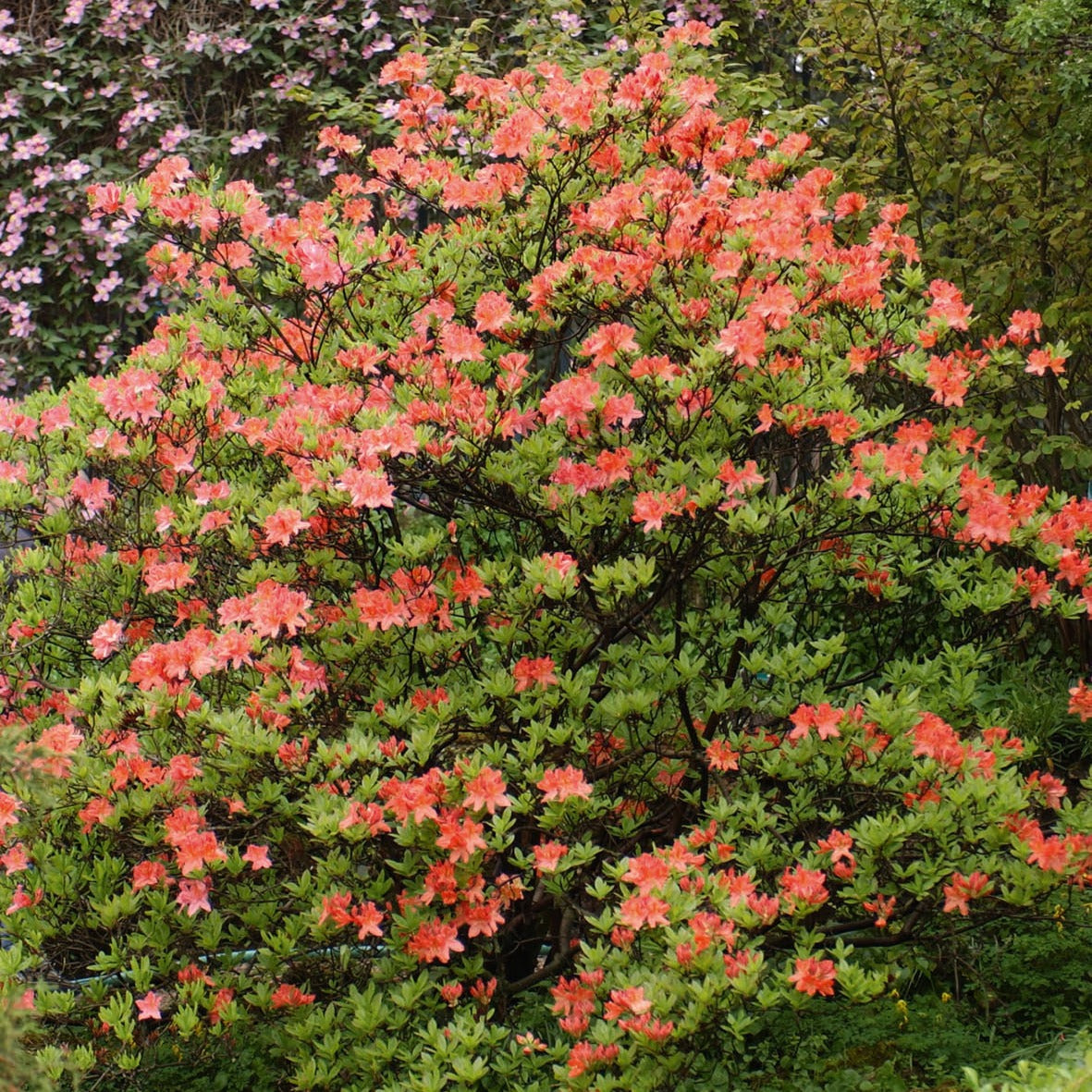 Azalée de Chine rouge orangée - Rhododendron (azalea x Knapp Hill) Fireball - Willemse
