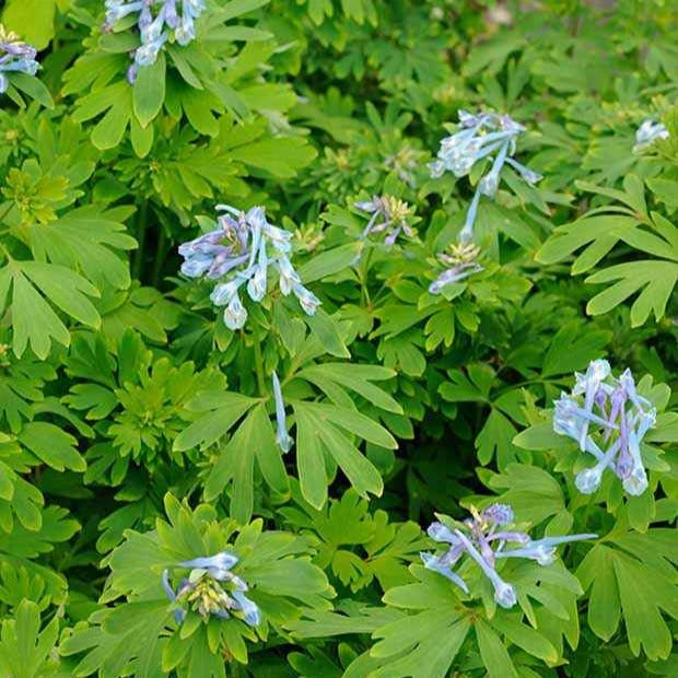 Corydalis Blue Line ® Couriblue - Willemse