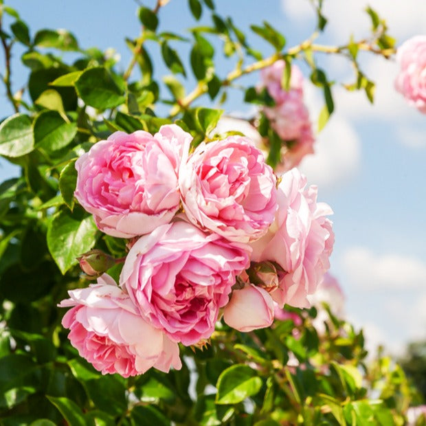 Rosa jasmina korcentex - Rosier grimpant Jasmina Korcentex - Rosiers grimpants