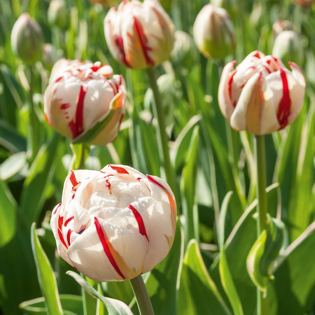 10 Tulipes à fleurs de pivoine Carnaval de Nice - Willemse