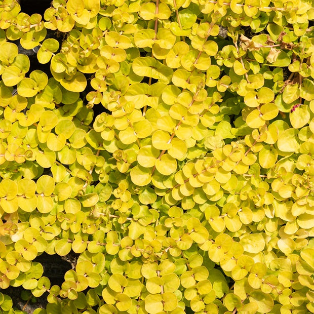 3 Lysimaques doré - Herbe aux écus dorés - Lysimachia nummularia aurea - Plantes vivaces