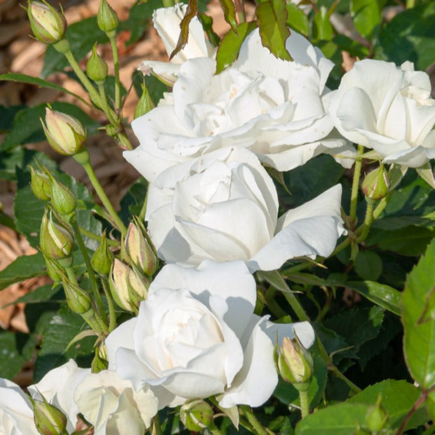 Rosier sur tige Korbin - Rosa korbin - Willemse