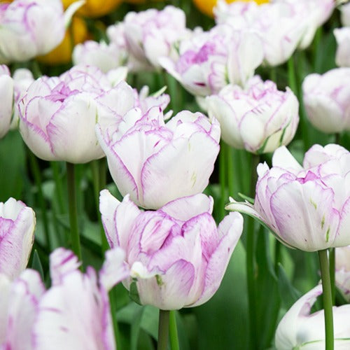 5 Tulipes à fleurs de pivoine Shirleydouble - Tulipa shirley double - Willemse