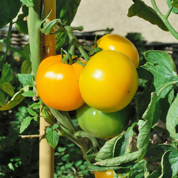3 Plants de Tomate Lemon Boy F1 - Willemse